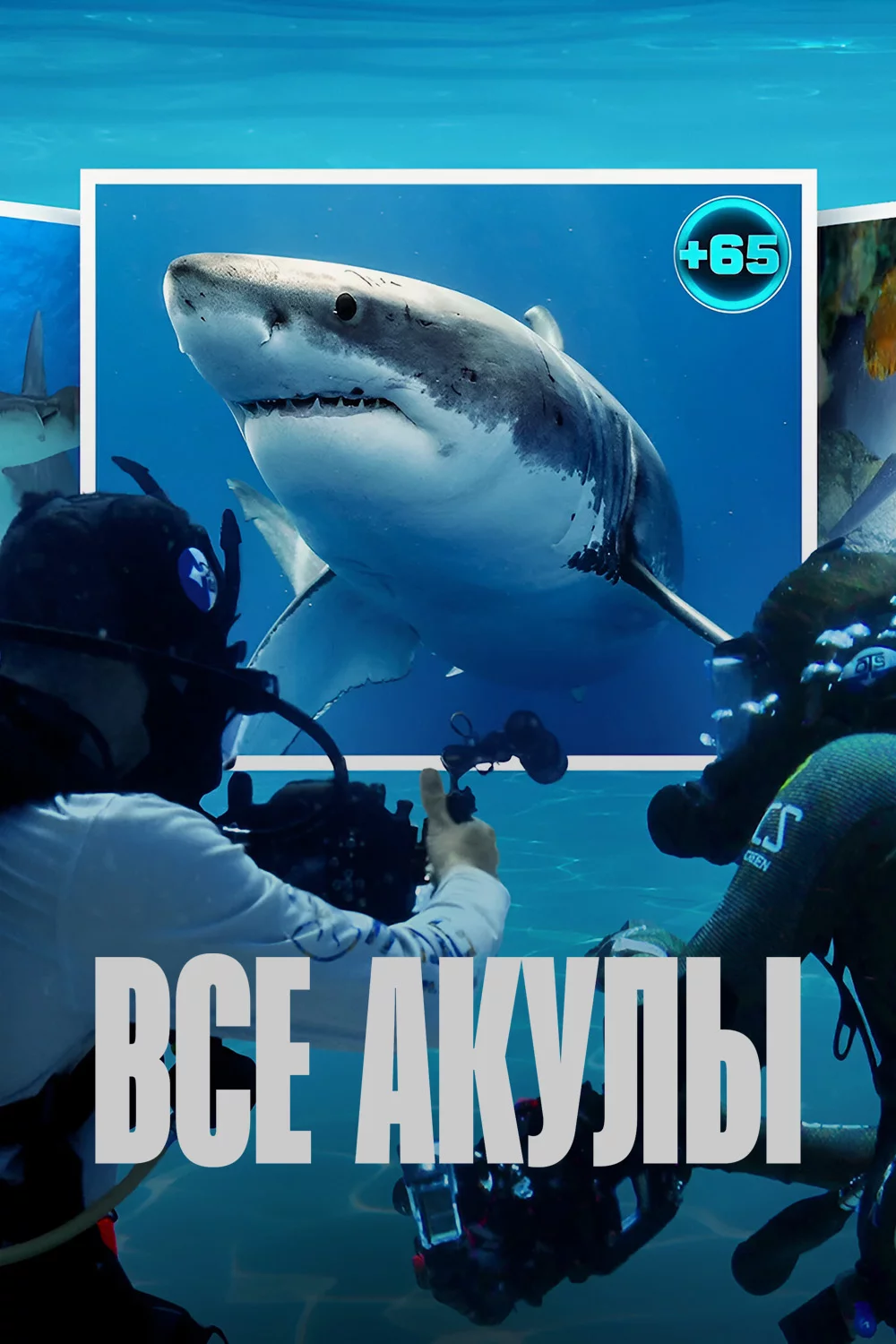 Все акулы